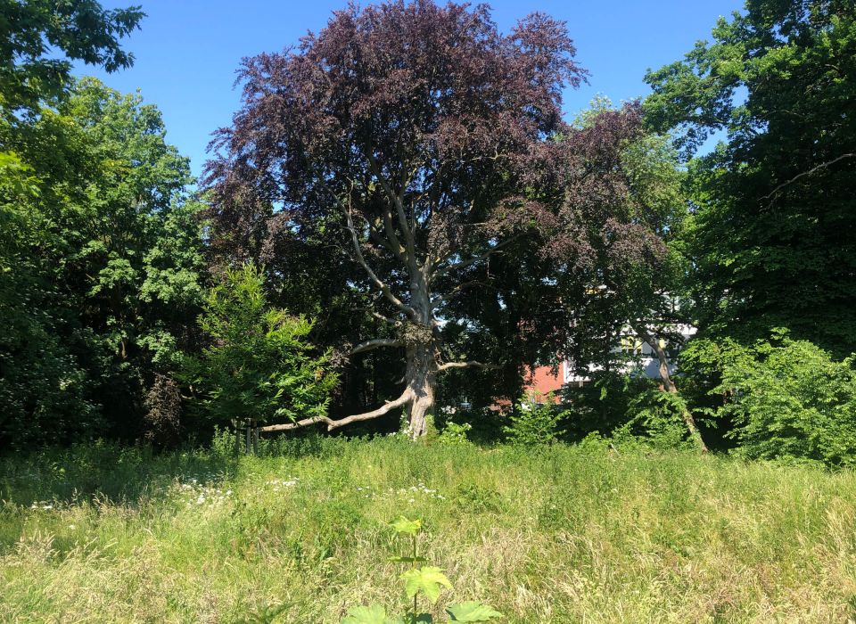 Lebensberatung Runa Runge - Baum in Natur